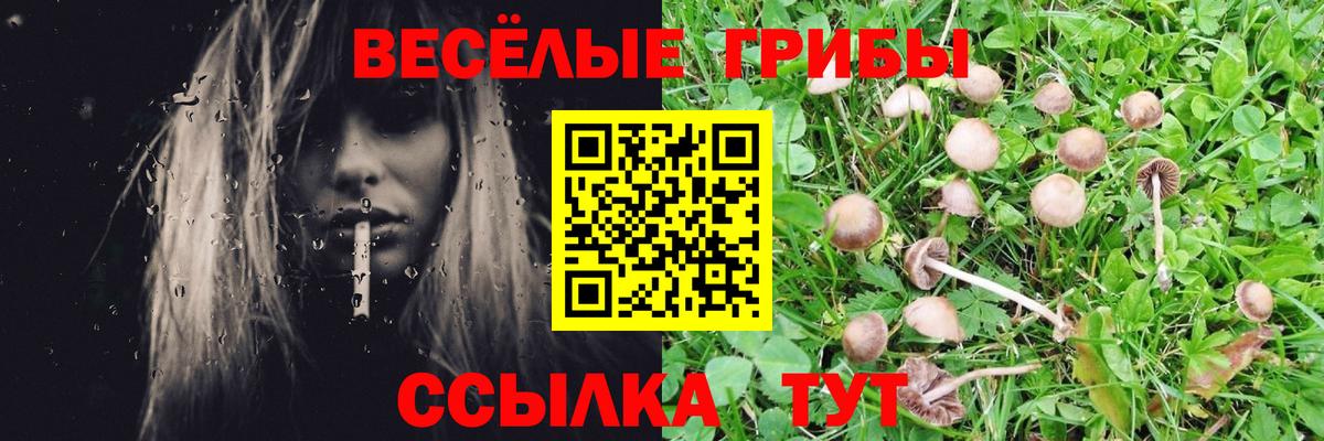 Псилоцибиновые грибы Psilocybe  Вход с VPN  Лесной 